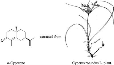 α-Cyperone Attenuates H2O2-Induced Oxidative Stress and Apoptosis in SH-SY5Y Cells via Activation of Nrf2